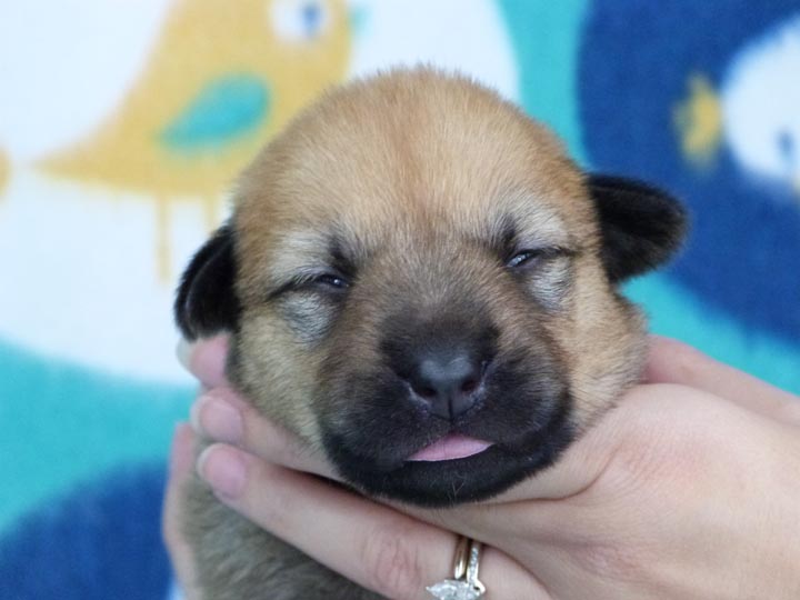 chinook puppy